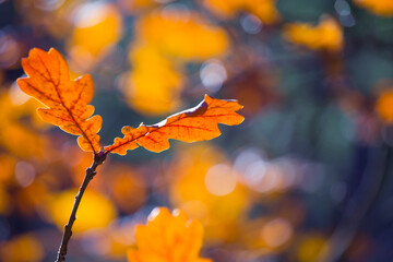 closeup red dry oak tree branch in the autumn forest