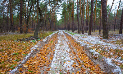 ground road among forest glade covered by red dry leaves and snow,  beautiful autumn  forest scene