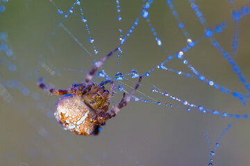 closeup huge spider in water drop sit on the web, wild animal background