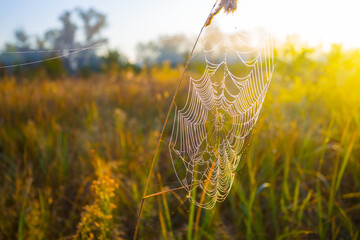closeup spider web on bush branch among prairie at the early morning sunrise
