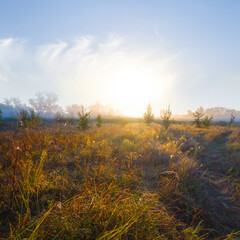 dry autumn prairie in blue mist at the sunrise