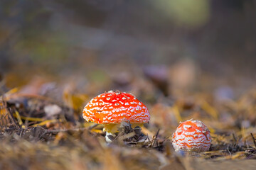 closeup pair of red flyagaric mushroom on the autumn forest glade