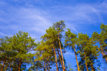 heap green high pine tree on the blue sky background