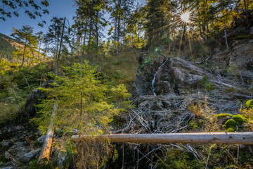 Rundweg Wanderweg um den See Kleiner Arber See im Herbst, Bayern, Deutschland