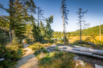Rundweg Wanderweg um den See Kleiner Arber See im Herbst, Bayern, Deutschland