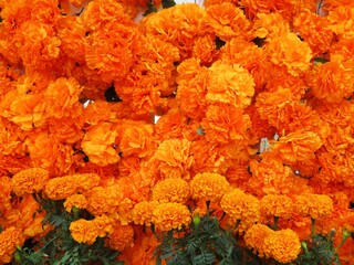 traditional mexican day of the dead flowers- cempasuchil- marigold