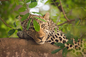 Close up of a leopard' s face, peeking out from behind some leaves, while lounging on a tree branch in South Africa