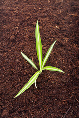 Green young plant growing in fertile soil top view