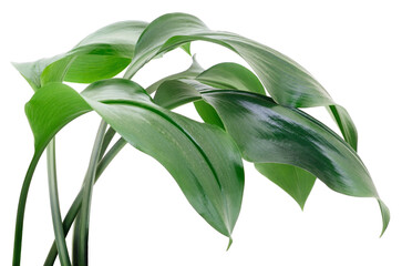 Obraz premium Green glossy leaves isolated on white background