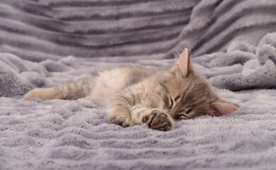 Cute gray kitten sleeping on soft blanket