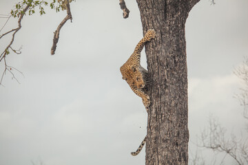 Incredible strength of a leopard climbing straight down a big tree in Africa