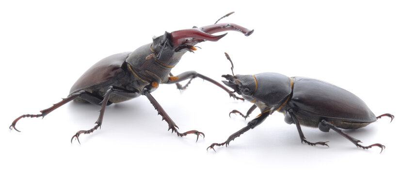 Male and female stag beetles isolated on white background