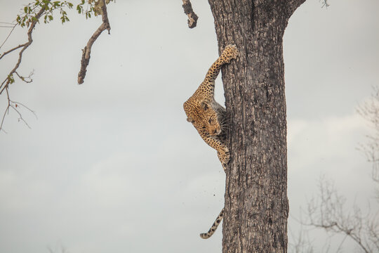 Incredible strength of a leopard climbing straight down a big tree in Africa