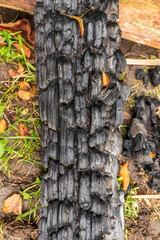 Detailed view of blackened, cracked wood surface with a few yellow leaves. The charred pattern reveals organic shapes and tactile contrast of fire and nature.