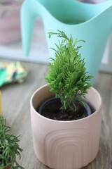 Houseplants, flower pots and mini gardening equipment. Urban gardening at home or on the balcony. Selective focus.