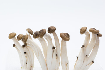 Setas shimeji Marr&oacute;n con fondo blanco