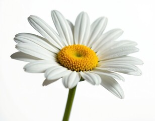 Single white daisy flower with yellow center. Delicate petals spread wide against plain white background. Green stem visible. Symbolizes purity and new beginnings.