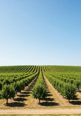 Endless symmetrical rows of mature fruit trees extending into the distance under a clear sky, perfect as a tranquil scenic backdrop, serene, healthy, wide