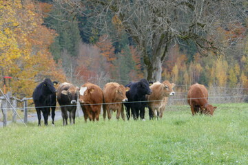 Herd of cows behind pasture fence . Kuhherde hinter Weidezaun