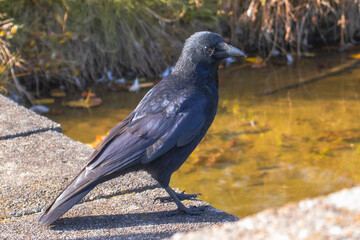 Close-up of a black crow standing on a stone edge near a pond. The bird’s glossy feathers shimmer in sunlight, with reflections of blue and purple tones in a calm natural environment.
