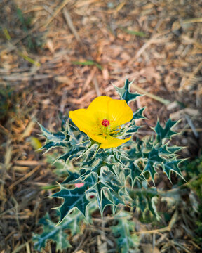 yellow flower in the grass