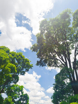 trees and sky