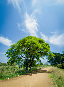 tree on the road