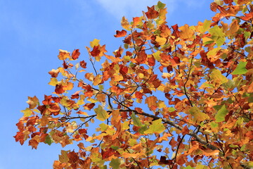 Bright Tulip Tree Autumn Foliage