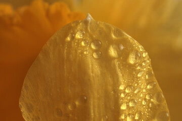 Smoke selective soft focus Yellow narcissus flower petals with water drops. Natural macro blur background.
