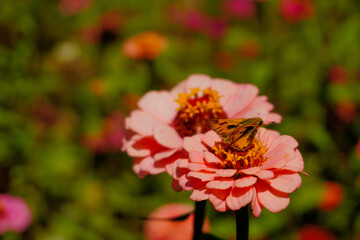 A small skipper butterfly perched on a peach-pink zinnia in a garden meadow, surrounded by blurred floral background and soft afternoon light.