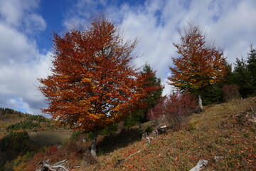 Autumn landscape . Herbstlandschaft