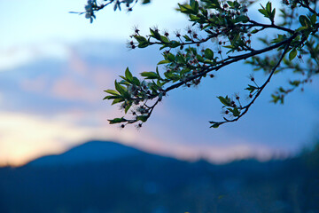 Heavenly landscape with pink clouds on purple sky during sunset. Twilight sunset