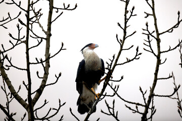 Crested Caracara Caracara plancus perched in the top of a tree