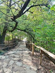 a path between trees, a road in the forest, a stone road