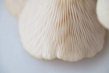 Close up of Oyster Mushroom's Cap Membranes