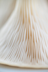 Close up of Oyster Mushroom's Cap Membranes