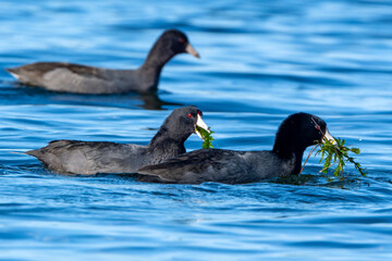 Two American Coots feeding on lake plants