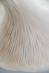 Close up of Oyster Mushroom's Cap Membranes