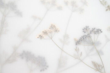 Pressed Dried Flowers as Dreamy Background