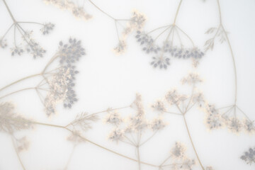 Pressed Dried Flowers as Dreamy Background