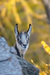 Baby Alpine chamois close-up (Rupicapra rupicapra), photographed in an autumnal larch forest. Cute animal concept. Italy.