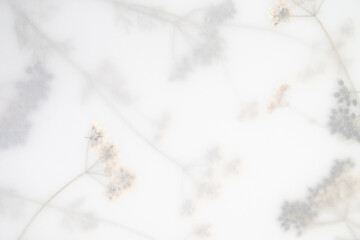 Pressed Dried Flowers as Dreamy Background