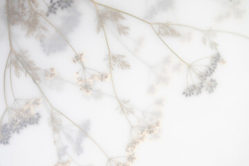 Pressed Dried Flowers as Dreamy Background