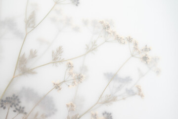 Pressed Dried Flowers as Dreamy Background