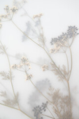 Pressed Dried Flowers as Dreamy Background