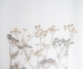 Pressed Dried Flowers as Dreamy Background