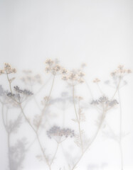Pressed Dried Flowers as Dreamy Background