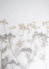 Pressed Dried Flowers as Dreamy Background