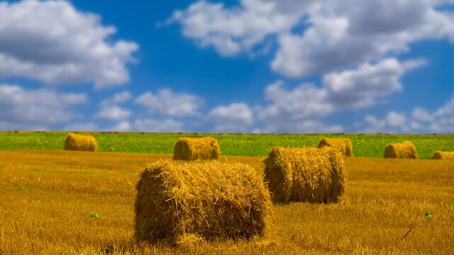 summer wheat field with haystack after a harvest time lapse scene