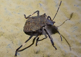Close-up of brown marmorated stink bug (Halyomorpha halys) on wall surface, invasive insect species known for strong odor and agricultural impact